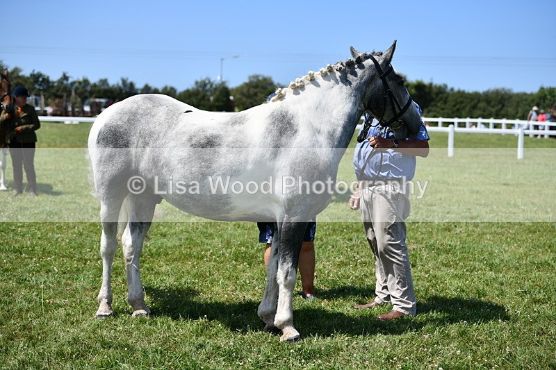 DSC_7539 - Class 63: Coloured Horse Youngstock