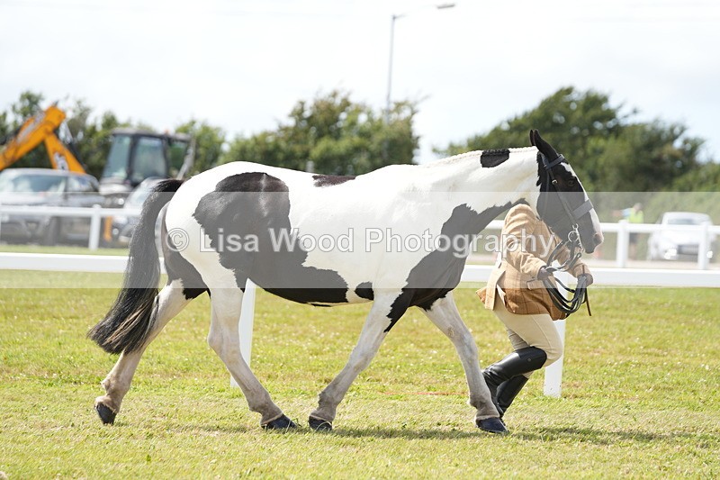 DSC07059 - Class 61: Coloured Horse 4yrs & Over