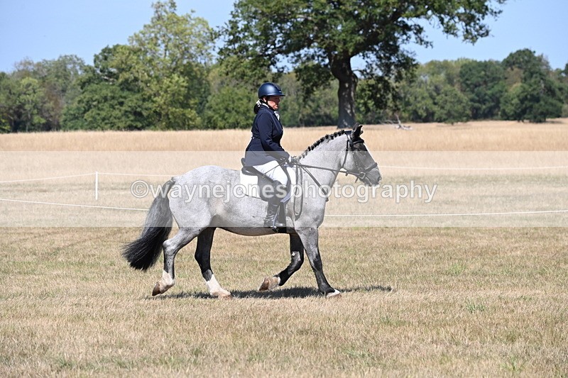 WJ6_8778 - Class 38 Ridden Riding Horse/Pony