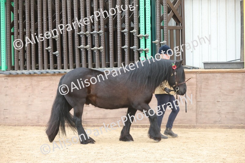 20251109-1065 - Class 29 - Geldings 4 Years and over