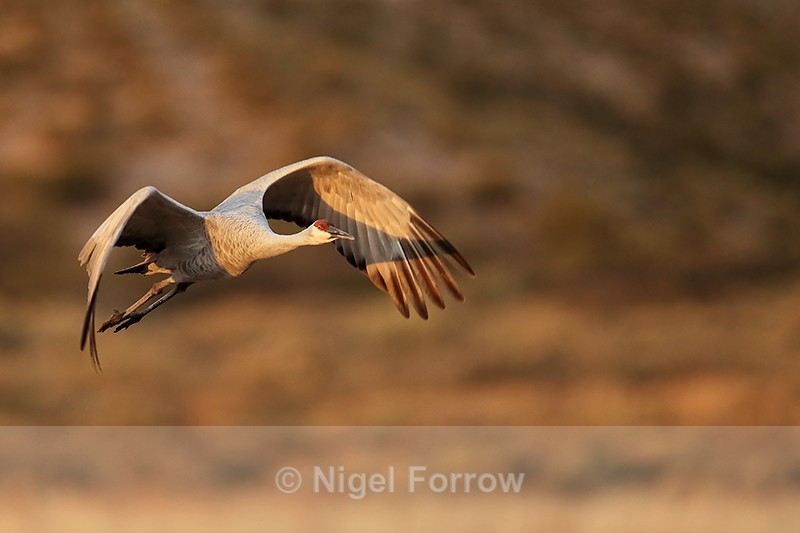 Sandhill Crane soon after takeoff, Bosque del Apache, New Mexico - Sandhill Crane