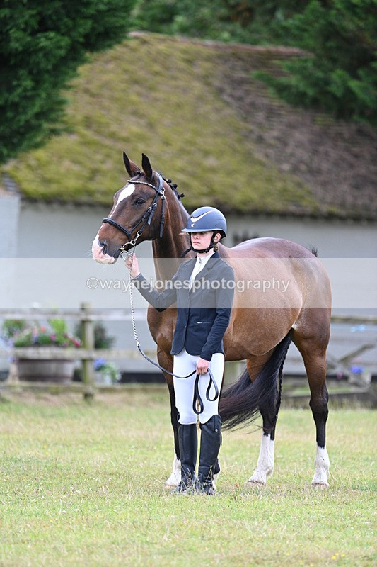 WJ7_7014 - Class 5a Most Handsome Gelding in Hand