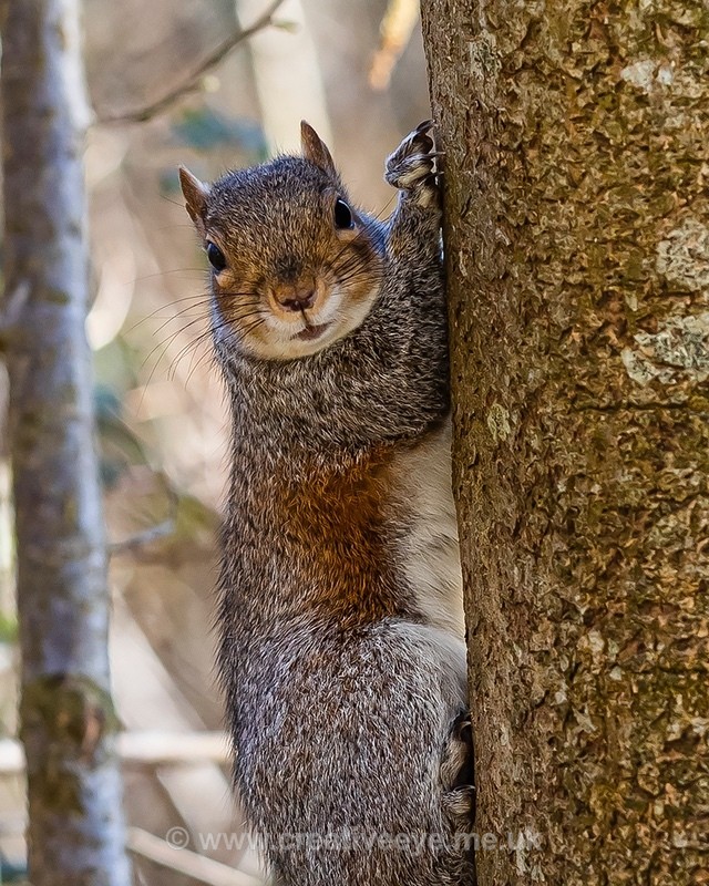 No.0043. Wandlebury Squirrel - Animal world