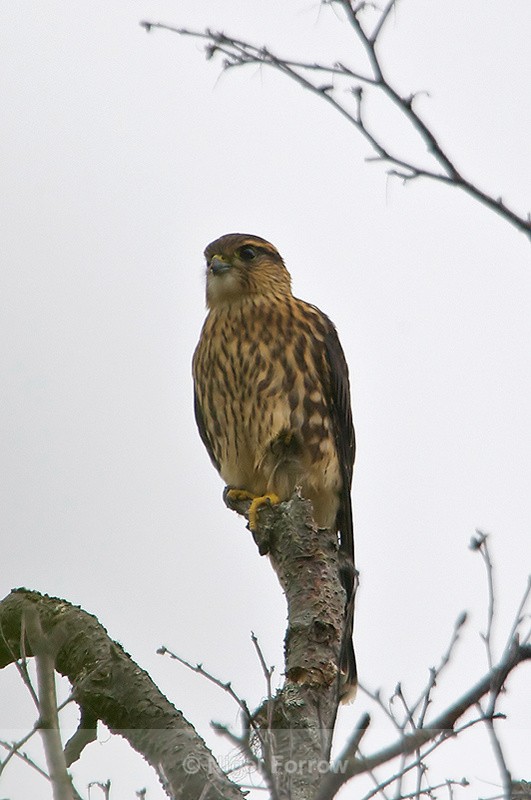 Merlin perched at the top of a tree - Merlin