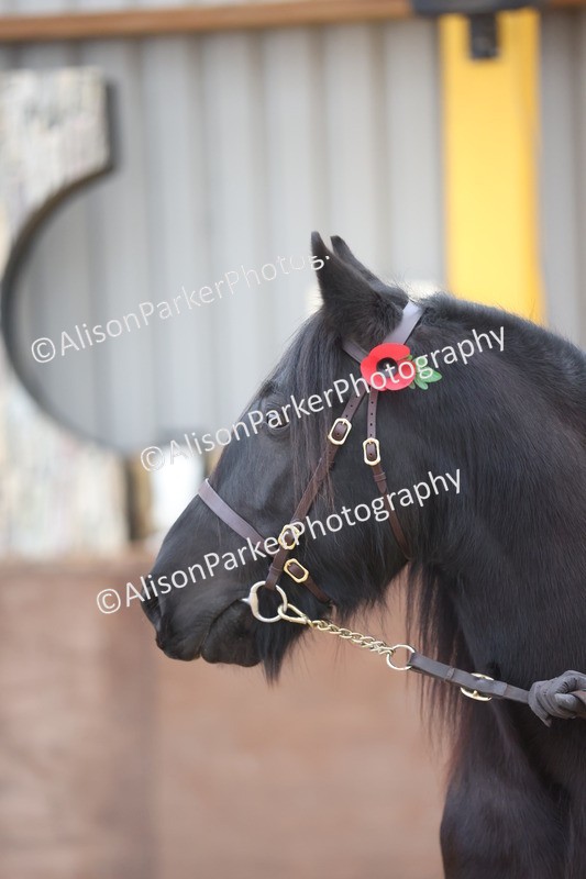 20251109-1099 - Class 29 - Geldings 4 Years and over