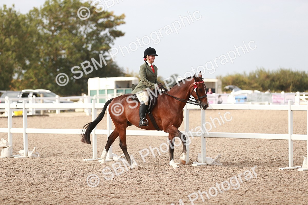 SBM_17494 - Class 215 Ridden Hack/ Riding Horse