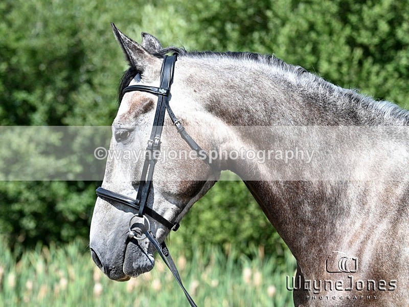 WJ7_4652 - Annable & Atlas 13-07-25