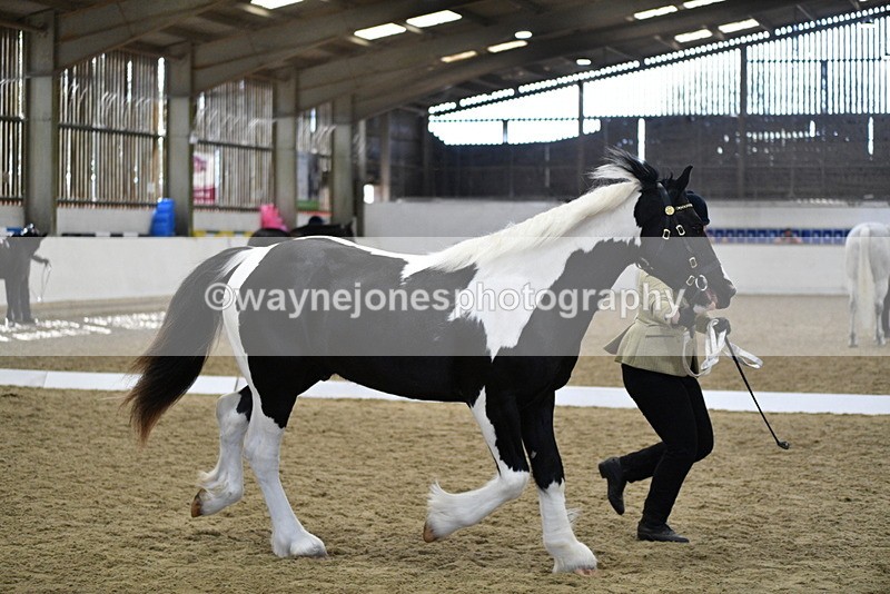 WJ5_4854 - Class 7 In hand coloured / odd coloured