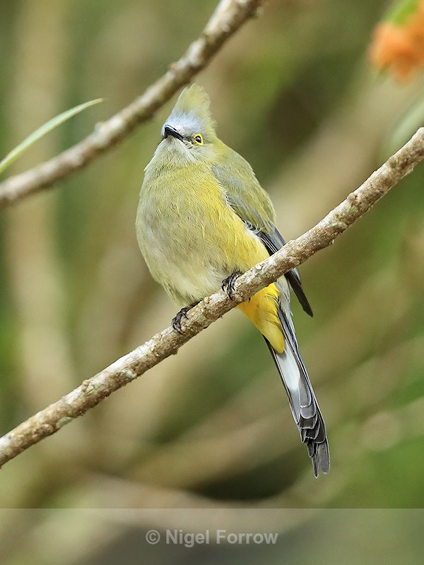 Long-tailed Silky-flycatcher (female), Costa Rica - Long-tailed Silky-flycatcher