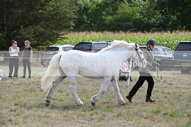 WJ6_6620 - Class 20 In-hand Cob