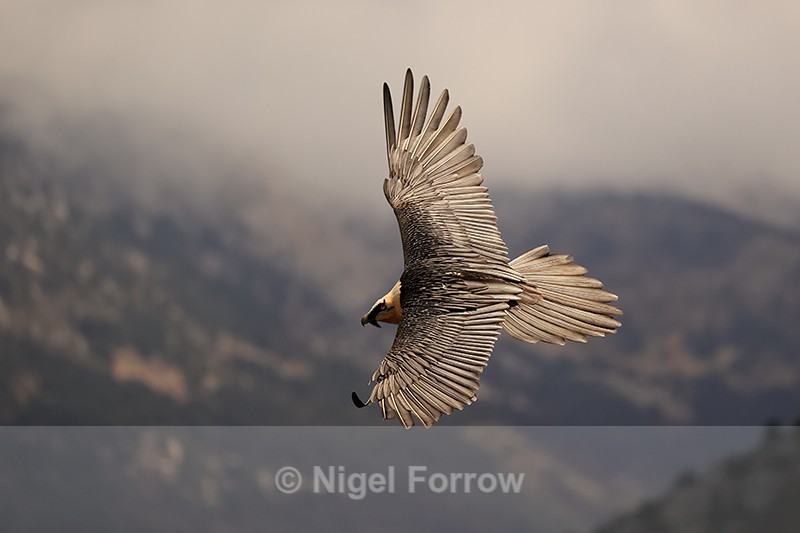 Lammergeier flying showing upper wings, Pre-Pyrenees, Catalonia, Spain - Lammergeier