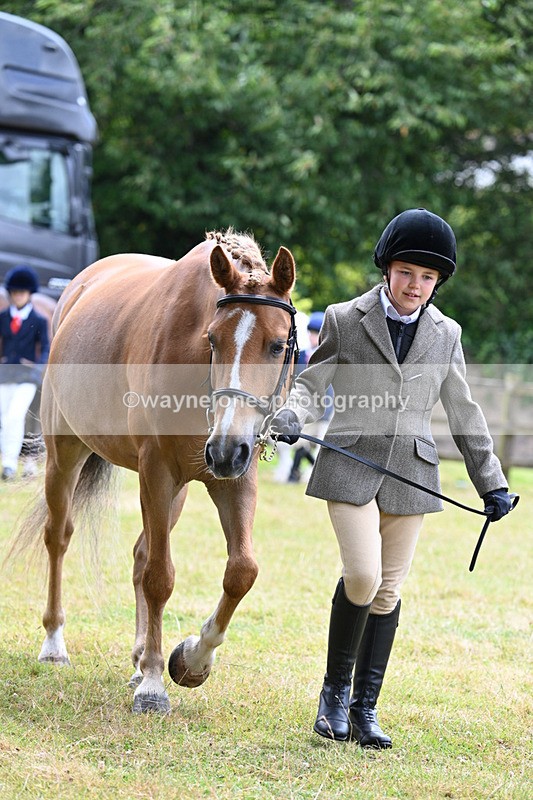 WJ7_6479 - Class 5 Handsome Gelding in hand