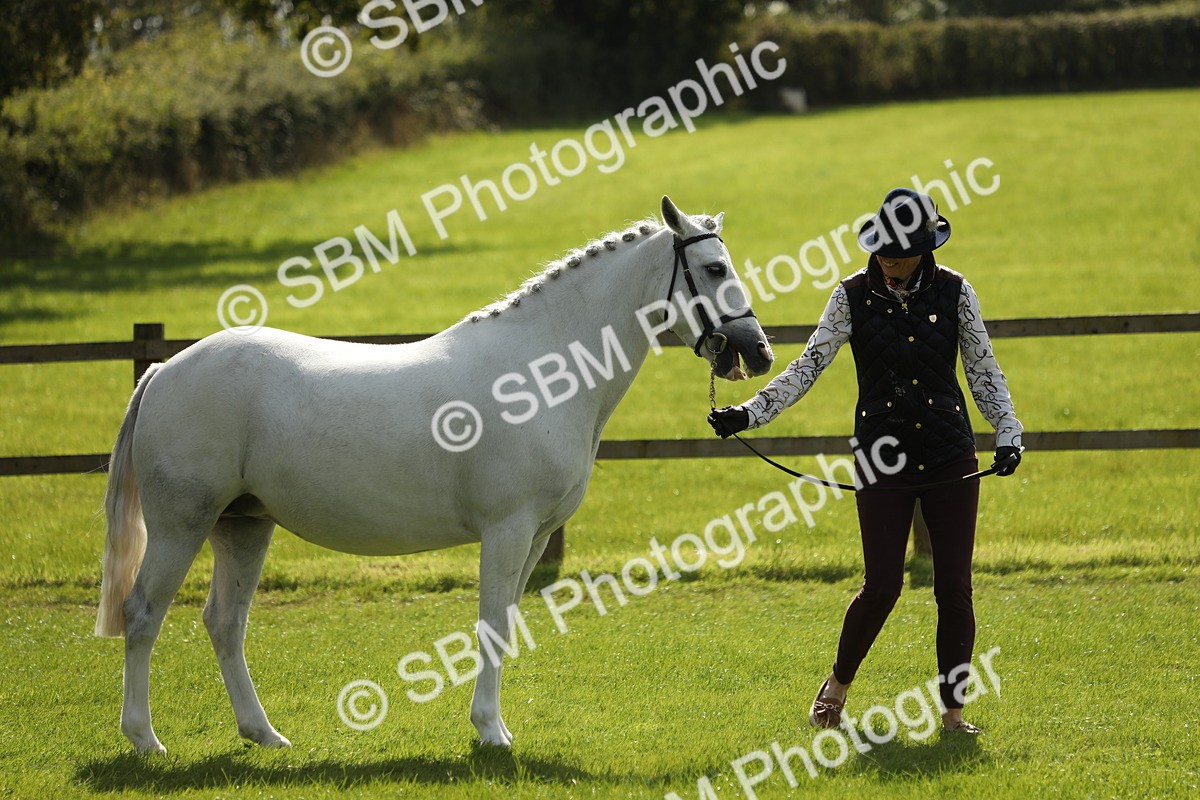 SBM_65599 - S48 - Show Pony & Show Hunter Pony In Hand