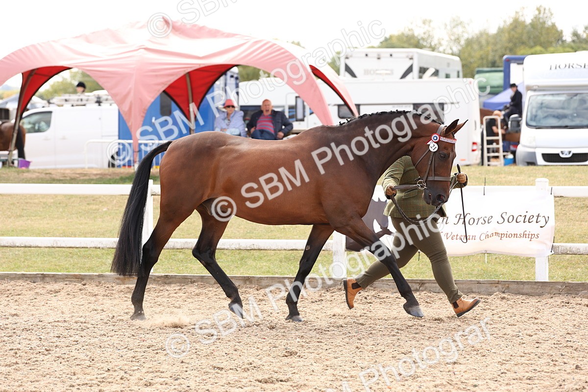 SBM_15341 - Class 210- IH Show Horse