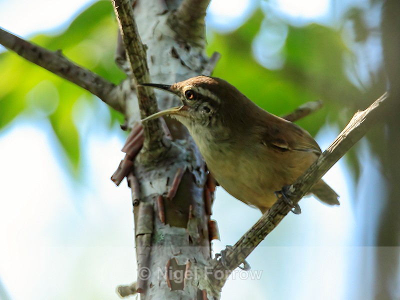 Cabanis's Wren calling, Costa Rica - Cabanis's Wren
