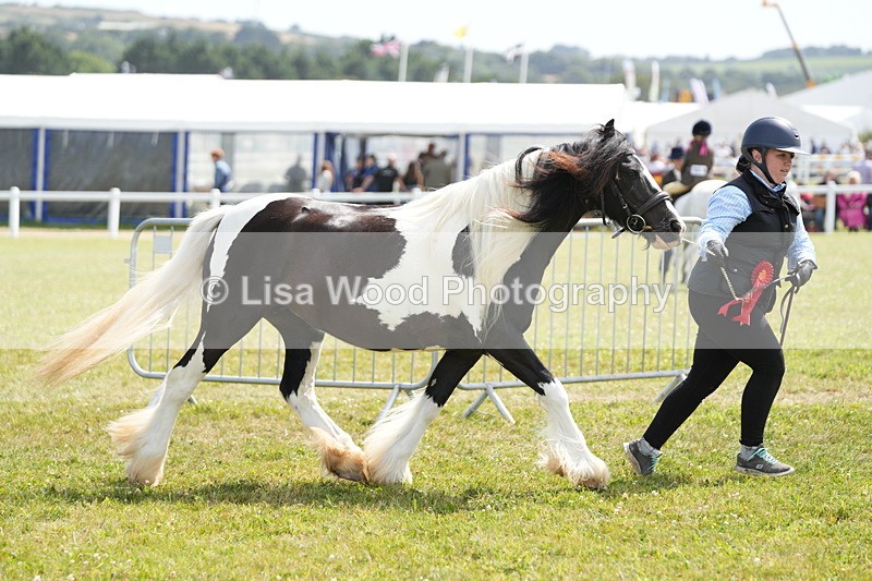 DSC07200 - Coloured Horse In Hand Championship