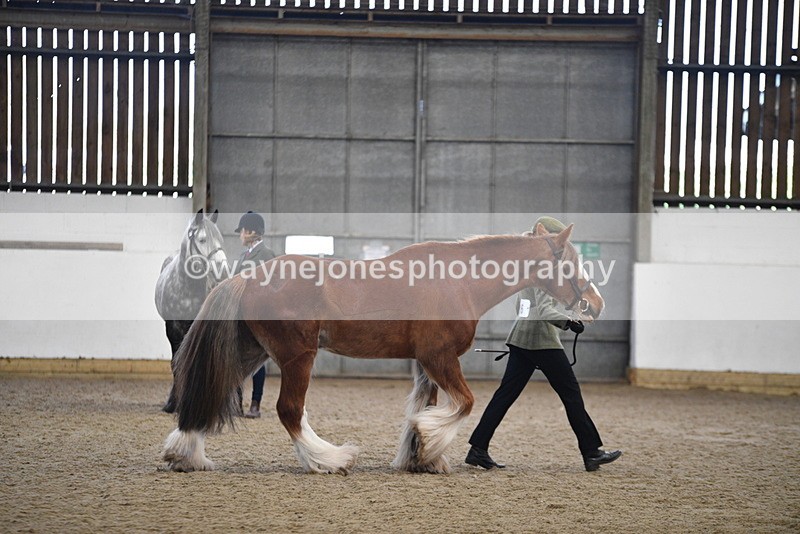 WJ5_5382 - Class 8 In hand cob