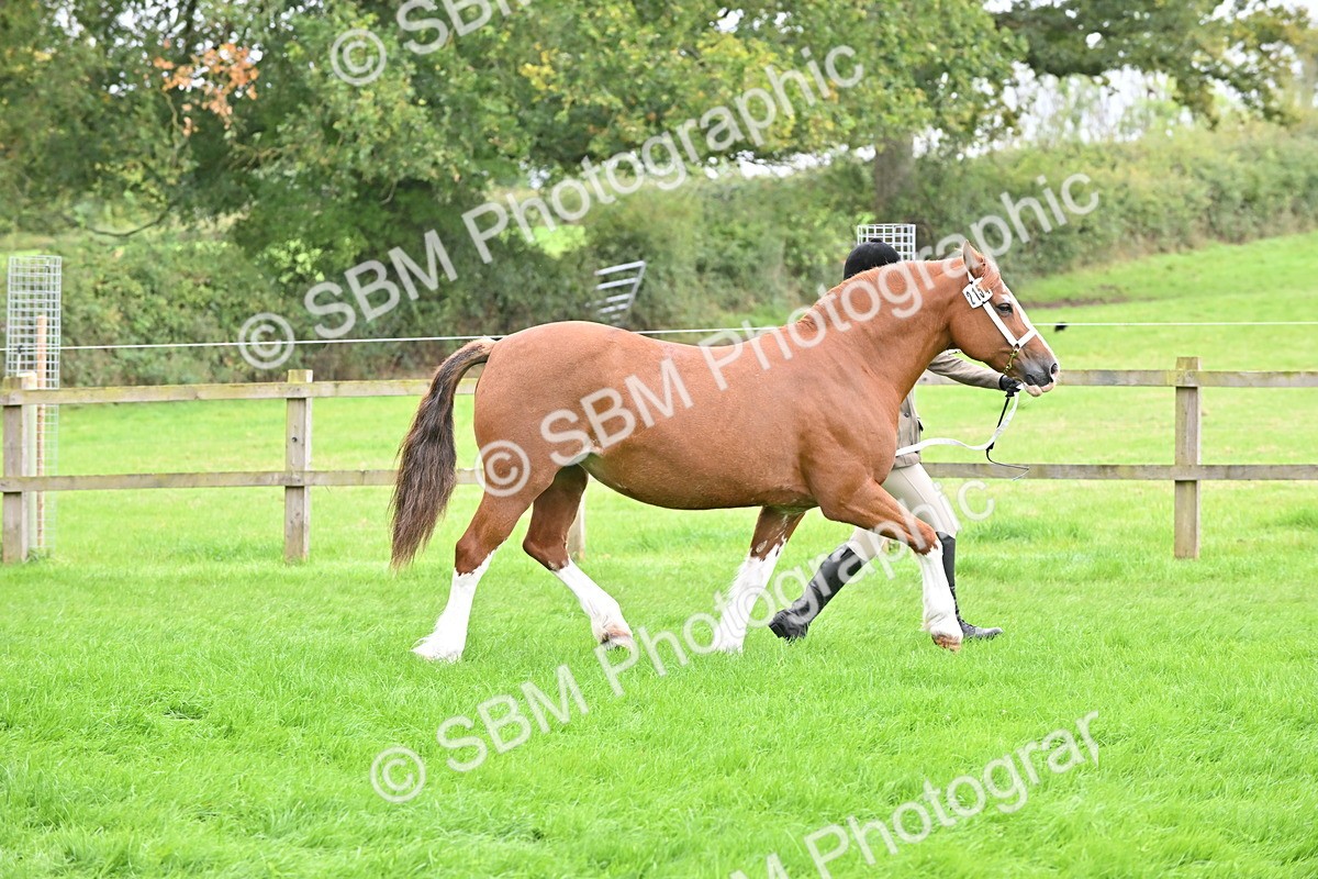 SBM_63301 - S49 - Mountain & Moorland In Hand Large Breeds