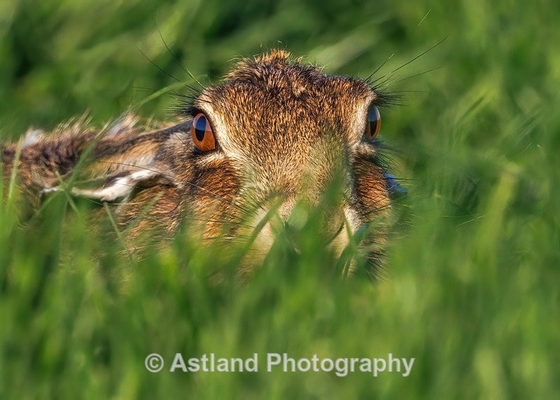 Brown Hare - Latest Images