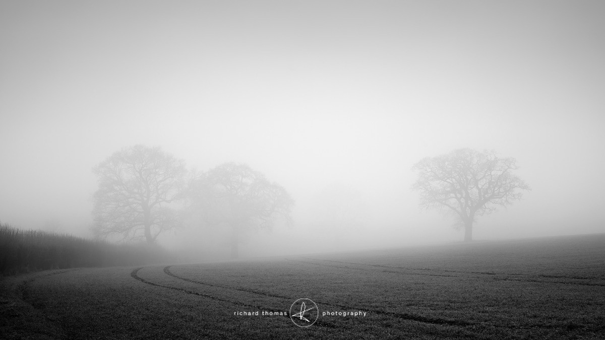 Ropley down - Mono Mist Trees