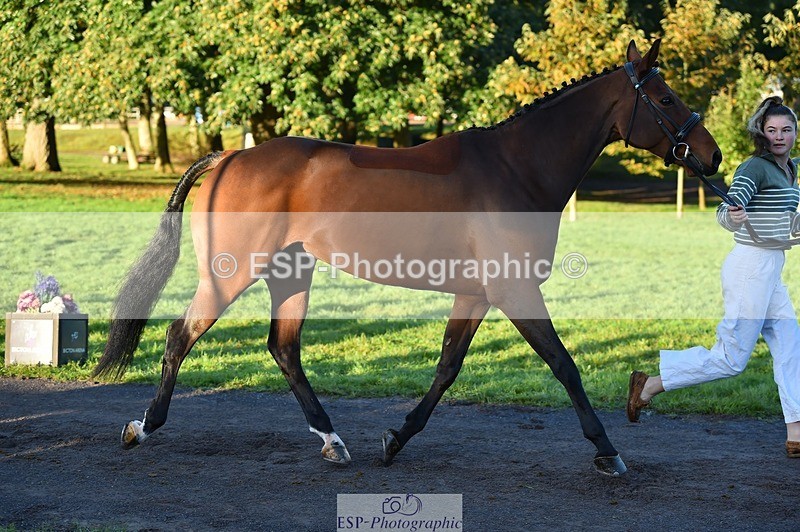 231022-085110-21401 - 668-BOWHAYLANDS.SKYFALL-Miya.Johns-TrotUp+SJ