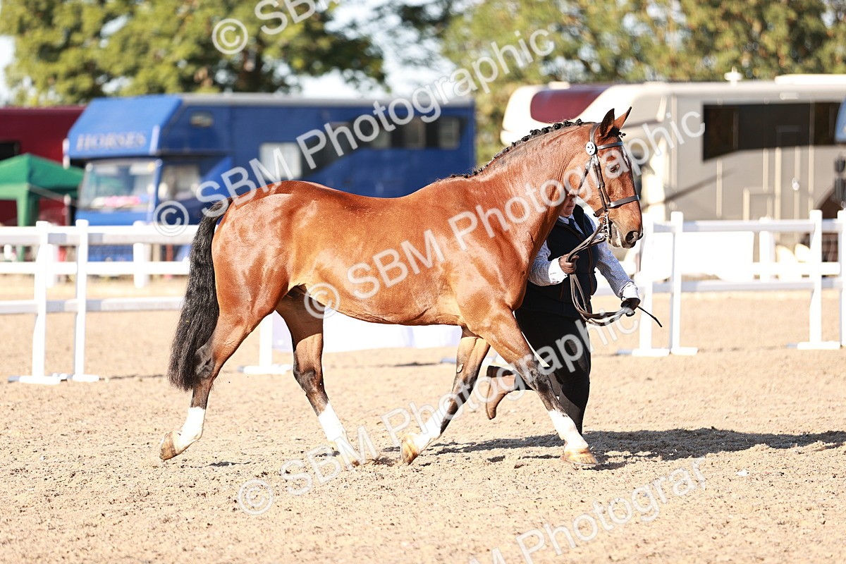 SBM_11178 - Class 401 - IH  Veteran horse