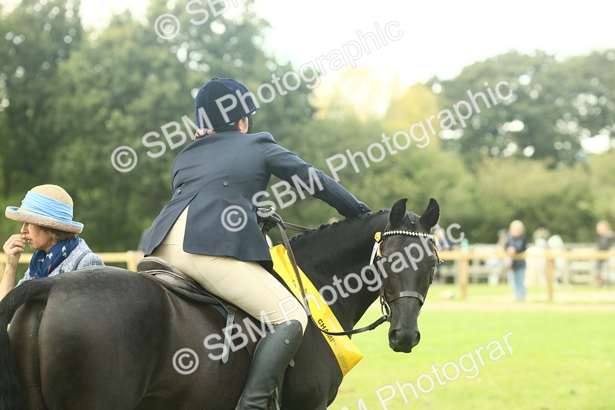 SBM_74120 - S 61 - Show Pony & Show Hunter Pony Ridden