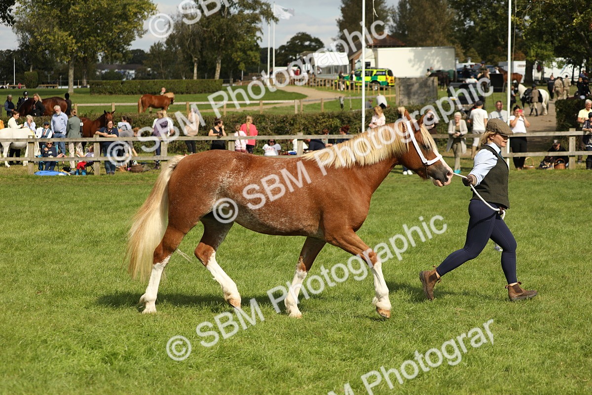 SBM_65468 - S47 - Mountain & Moorland In Hand Large Breeds