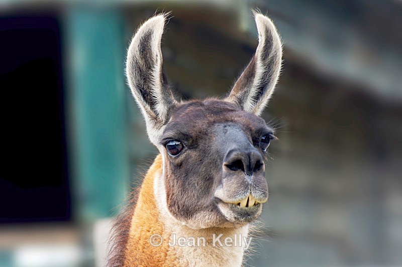 Llama - DSC_9481 - LLamas