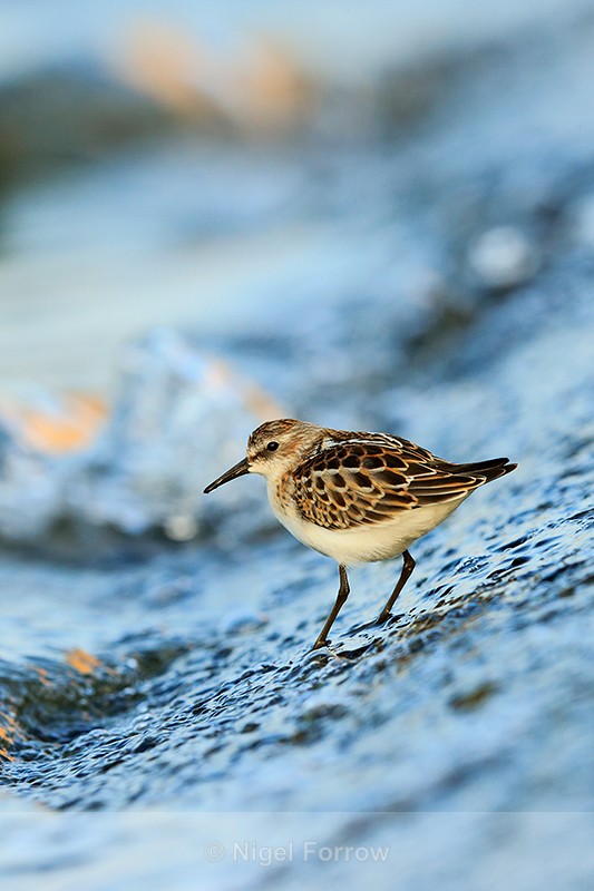 Little Stint at Farmoor Reservoir - Little Stint