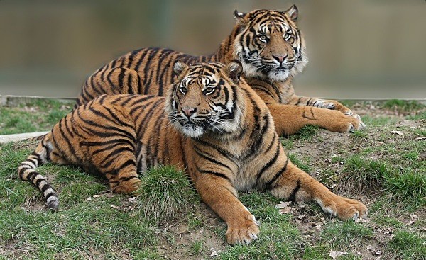 251 ASU & BAWA - BIG CATS