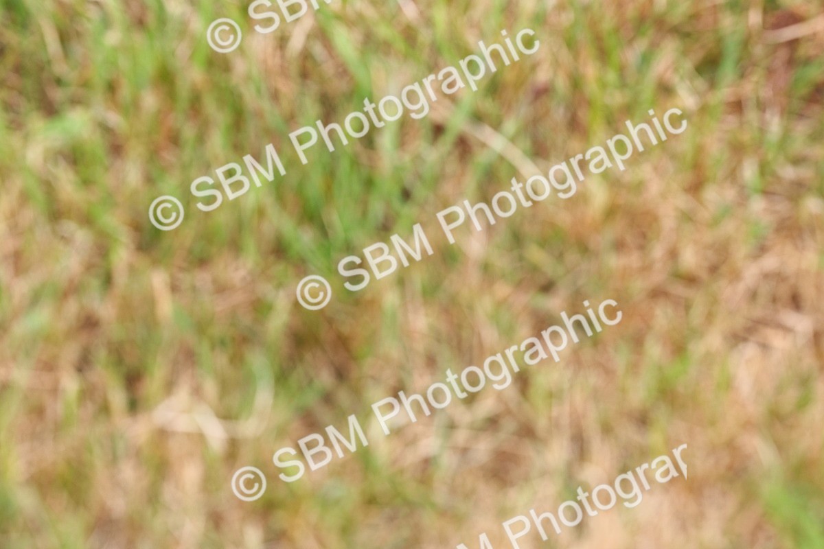 SBM_08410 - Class 42-43 - LIHS BSPS Heritage Working Sports Pony