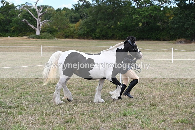 WJ6_5224 - Class 18 In-hand Coloured