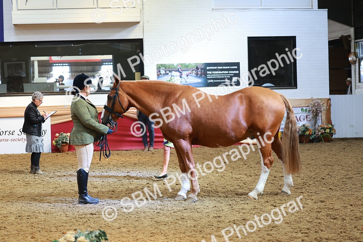 SBM_10706 - Class 103 - HOYS Veteran Qualifier - Ridden Pre Vet