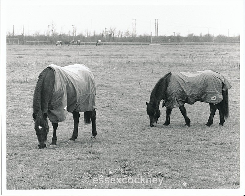  - Local residents of the hairy kind Benfleet and Essex