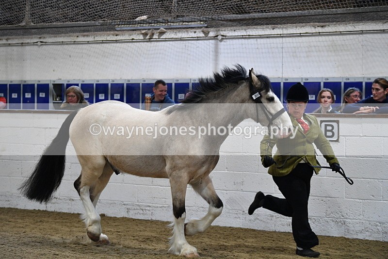 WJ5_3464 - Class 1 Youngstock