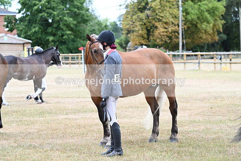 WJ7_9200 - Class 4a Prettiest Mare 14.2hh and over