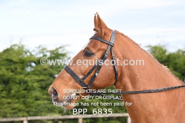 BPP_6835 - RING 1  (RIDDEN HORSES / IN HAND / VETERAN ETC)