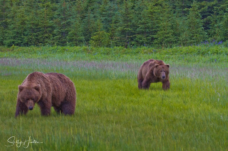 Bears in Field