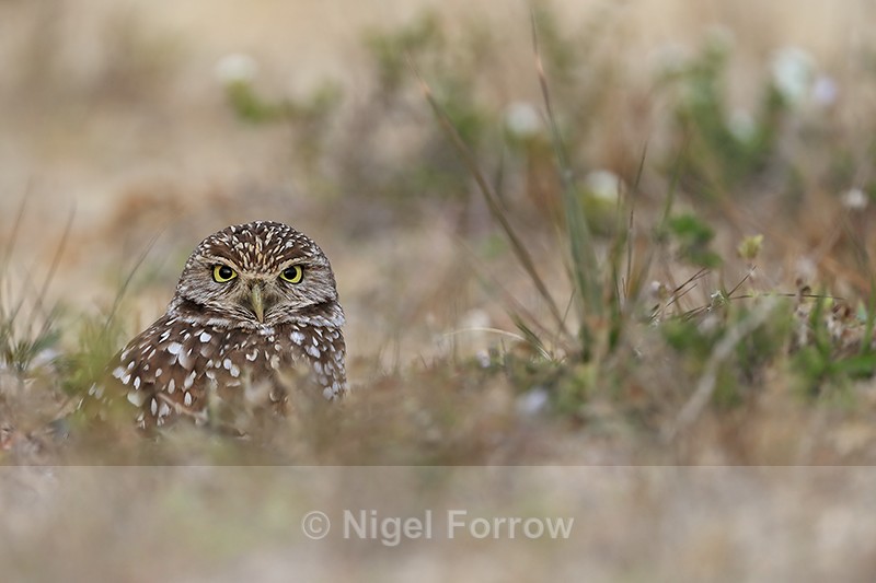 Burrowing Owl, Cape Coral, Florida - Burrowing Owl
