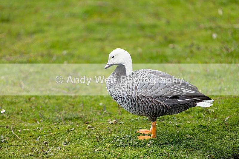 20140419-3K8A0398 - Captive Birds
