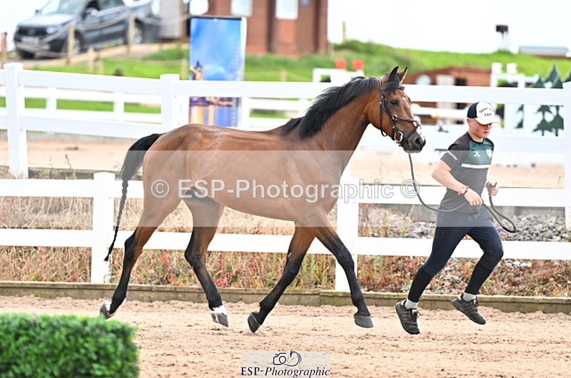 240718A-105326-02006 - Trot Up 2pm to 3pm - This folder is not in time order