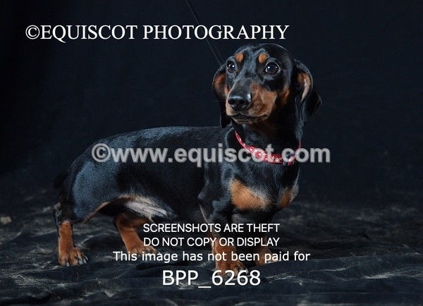 BPP_6268 - LESLEY GRANGER DOGS