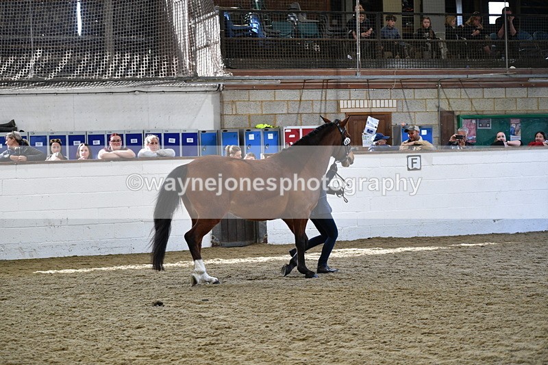 WJ5_4532 - Class 3 Part Bred In hand