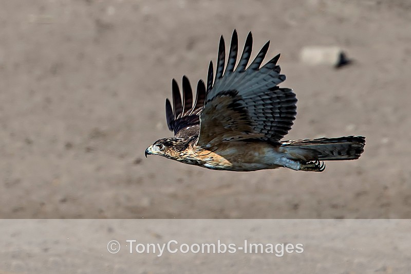 African Hawk Eagle - Etosha National Park ~ Birds