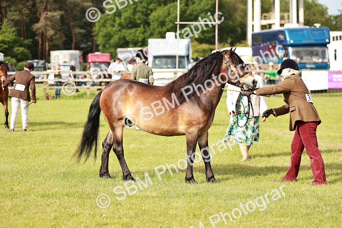 SBM_00496 - Class 14-23 - Mountain & Moorland In Hand Non Welsh