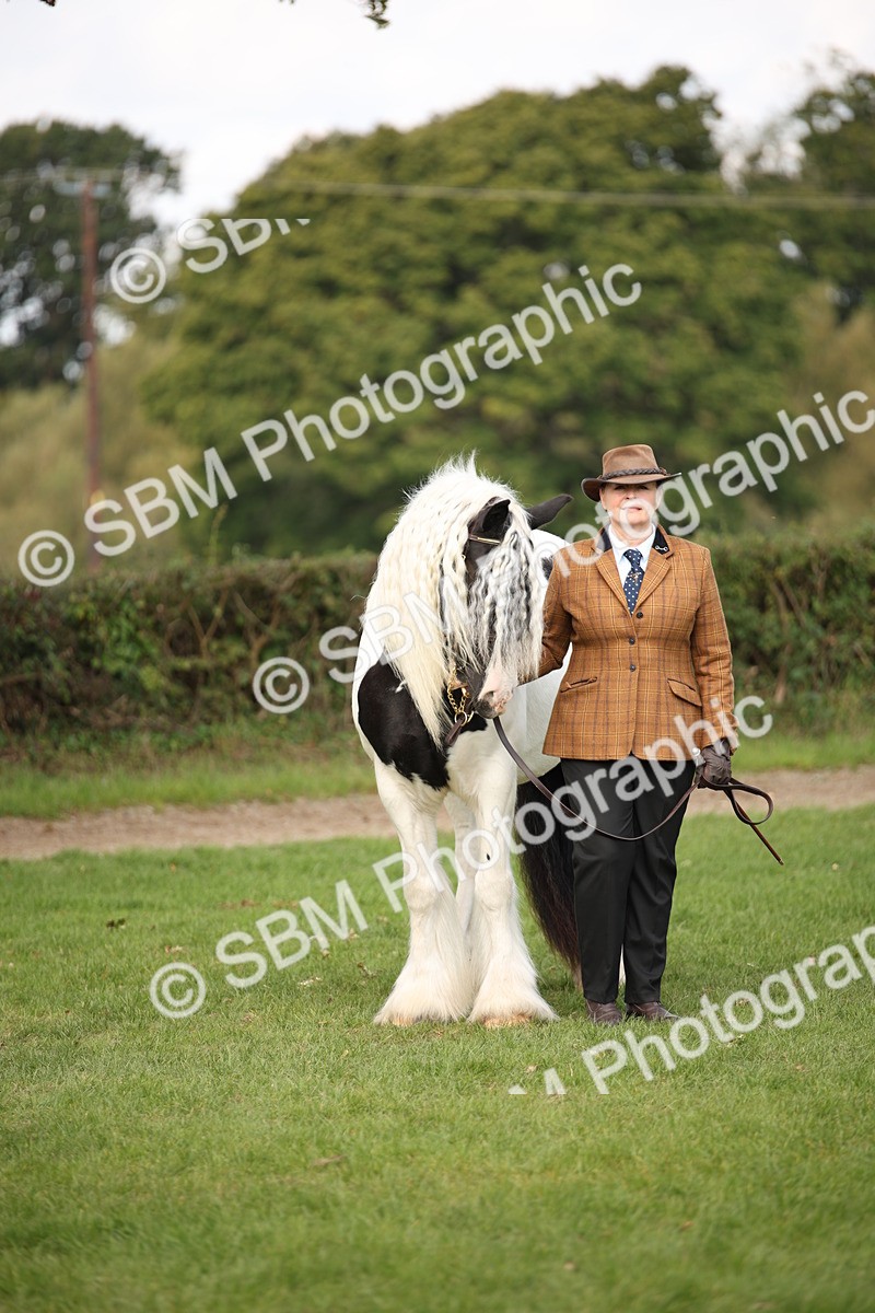 SBM_62301 - S55 - Traditional Cob In Hand