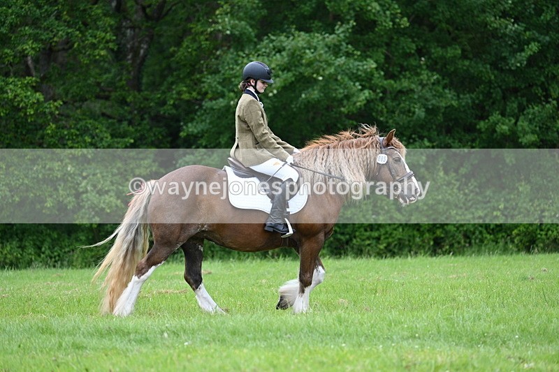WJ7_4499 - Class 14B Prettiest Mare