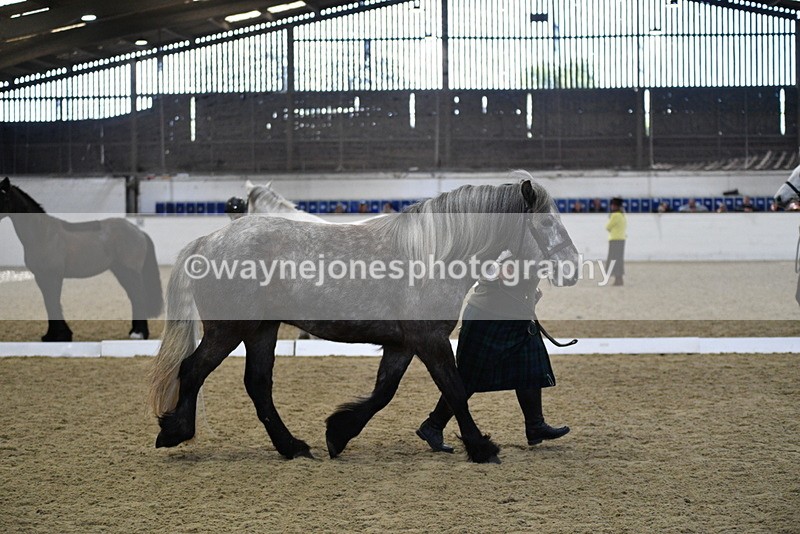 WJ5_4363 - Class 6 In hand M&M - Large Breeds