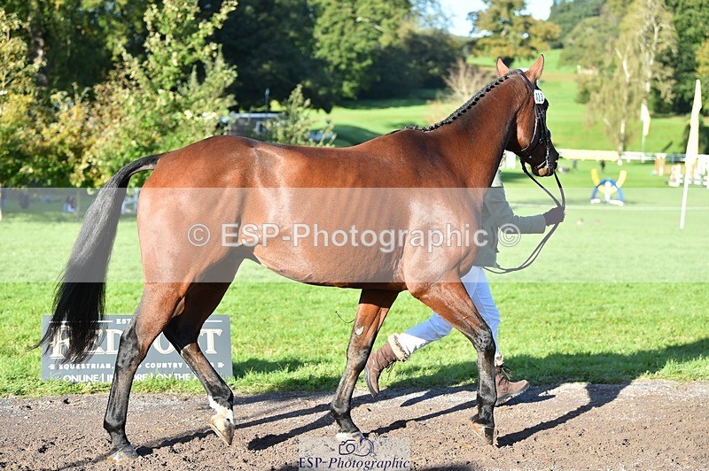 231022-101928-22413 - 433-WILLIAM-Laura.Sharpe-TrotUp+SJ